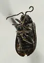 Tricholochmaea decora - photo 4