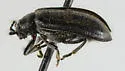 Tricholochmaea decora - photo 5