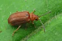 Tricholochmaea kalmiae - photo 2