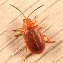 Tricholochmaea kalmiae - photo 3