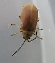 Tricholochmaea punctipennis