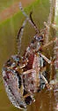 Tricholochmaea punctipennis - photo 2
