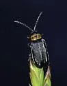 Tricholochmaea punctipennis - photo 3