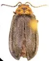 Tricholochmaea punctipennis - photo 4