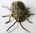 Tricholochmaea punctipennis - photo 5