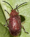Tricholochmaea rufosanguinea