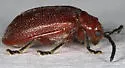 Tricholochmaea rufosanguinea - photo 2