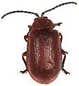 Tricholochmaea rufosanguinea - photo 4