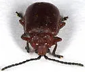 Tricholochmaea rufosanguinea - photo 5
