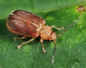 Tricholochmaea tuberculata - Tricholochmaea tuberculata