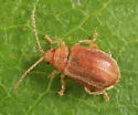 Tricholochmaea vaccinii