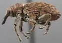 Trichomagdalis conspersa - photo 2