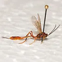 Trichomma maceratum