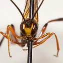Trichomma maceratum - photo 2