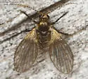 Trichomyia nuda