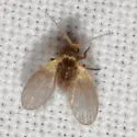 Trichomyia nuda - photo 2