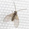 Trichomyia nuda - photo 3