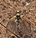 Trichomyia nuda - photo 4