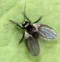 Trichomyia nuda - photo 5