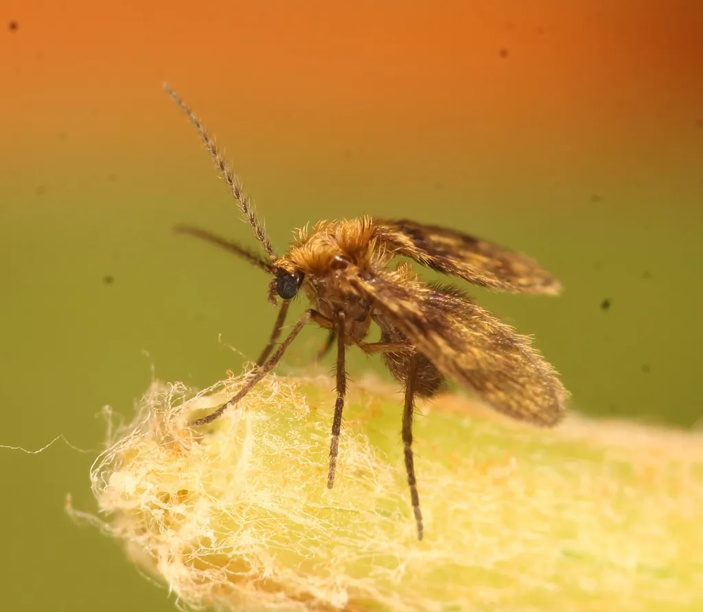 Trichomyia urbica - photo 2