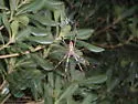 Golden Silk Orbweaver
