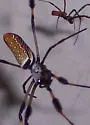 Golden Silk Orbweaver - photo 2