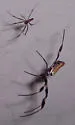 Golden Silk Orbweaver - photo 3