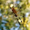 Golden Silk Orbweaver - photo 4