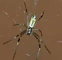 Golden Silk Orbweaver - photo 5