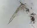 Trichoniscus pygmaeus - photo 5