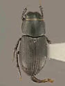 Trichonotuloides aphoderrans - photo 2