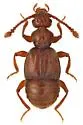 Trichonyx sulcicollis