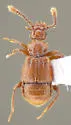 Trichonyx sulcicollis - photo 2