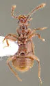 Trichonyx sulcicollis - photo 3