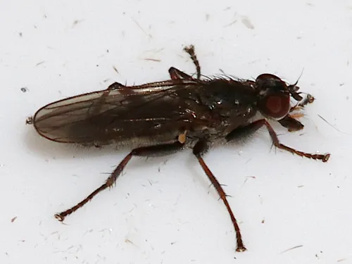 Trichopalpus fraternus - Trichopalpus fraternus