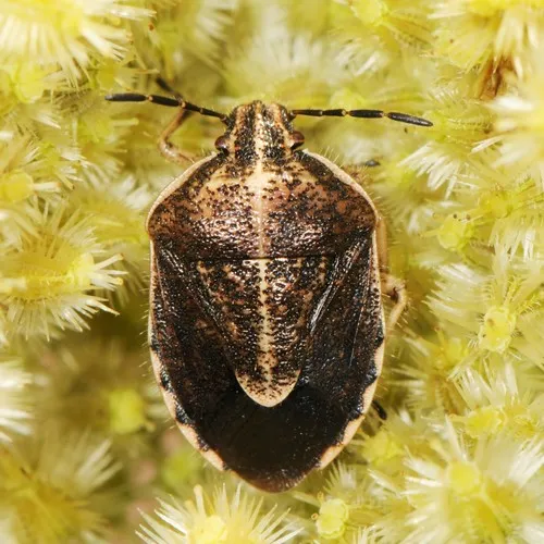 Trichopepla atricornis