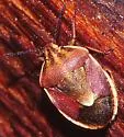 Trichopepla aurora - photo 2