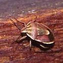 Trichopepla aurora - photo 3