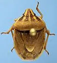 Trichopepla aurora - photo 4