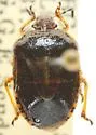 Trichopepla dubia
