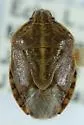 Trichopepla dubia - photo 2