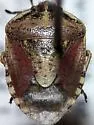 Trichopepla pleyto