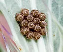 Trichopepla semivittata