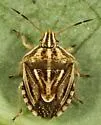 Trichopepla semivittata - photo 2