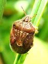 Trichopepla semivittata - photo 3