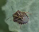 Trichopepla semivittata - photo 4