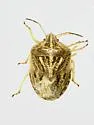 Trichopepla semivittata - photo 5