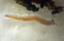 Trichopetalum lunatum