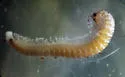 Trichopetalum lunatum - photo 2