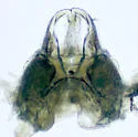 Trichopetalum lunatum - photo 4